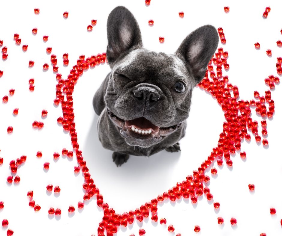 Best cat and dog toys for Valentine's Day