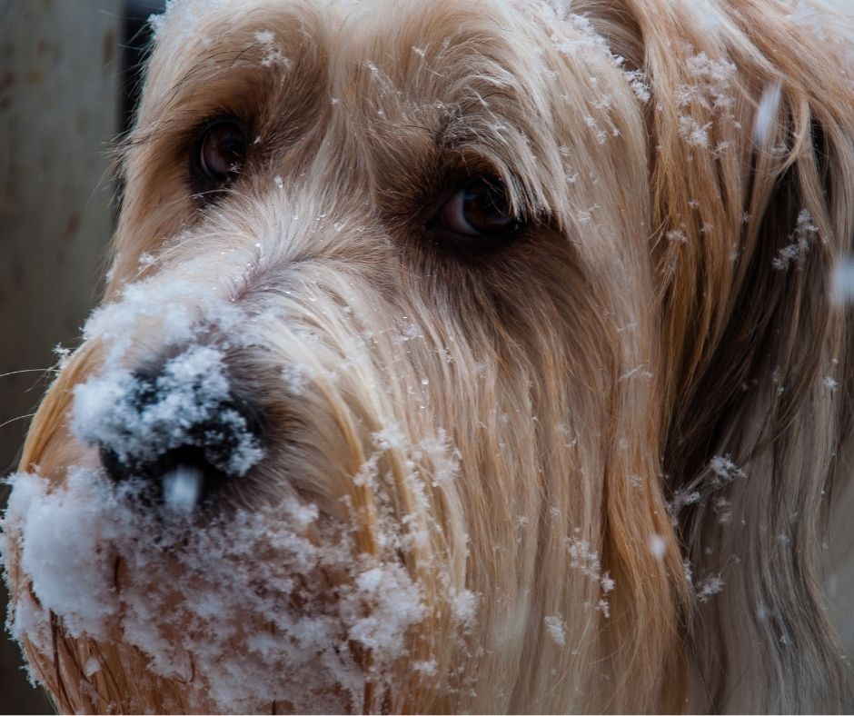 Freezing Temperatures Guide To Protect Your Pet From The Cold 2021