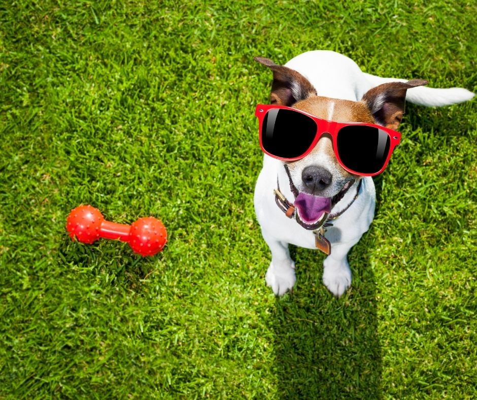 Dog toy, Puppy toy, Dog Fetch, Dog Plush, Dog toys