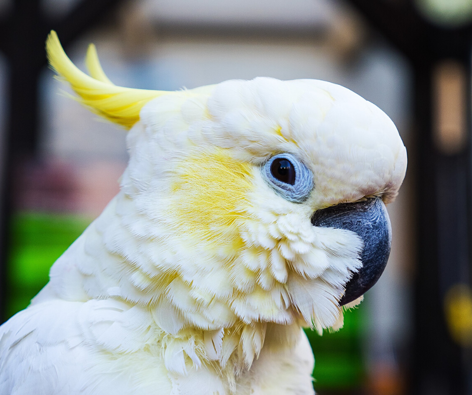 Large Parrot Food