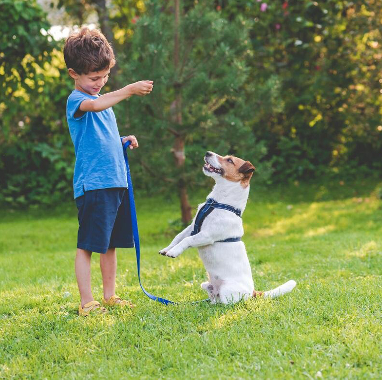 Dog Collars, Leashes, Harnesses