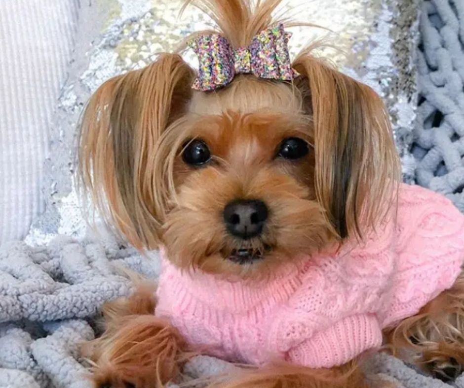 Dog Apparel, Dog Shirt, Dog Jacket, Dog Clothes, Puppy Clothes, Puppy Apparel, Dog Coat, Puppy Coat