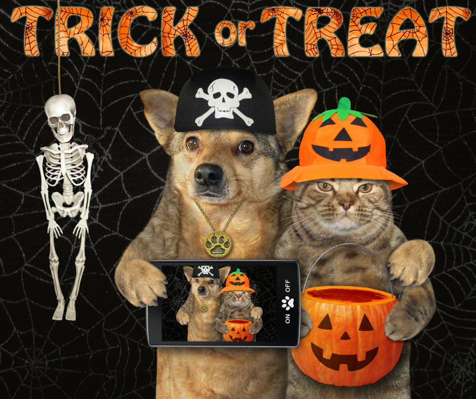 Halloween Essentials