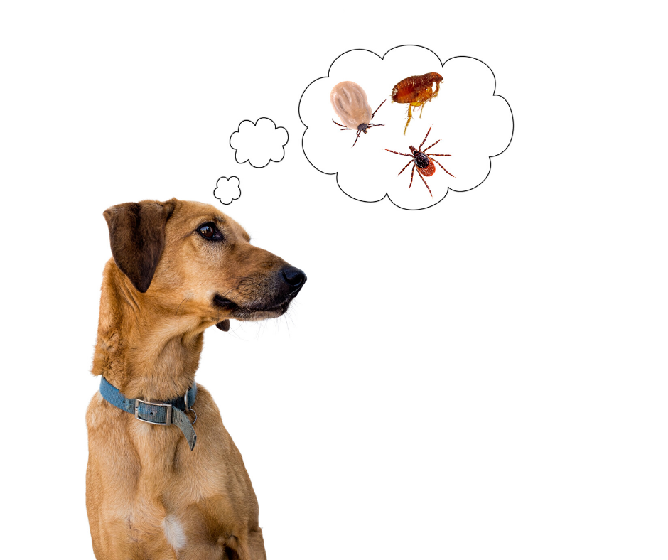 Dog Flea & Tick