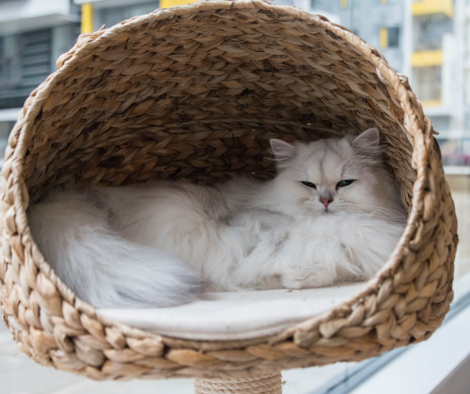 Cat Beds