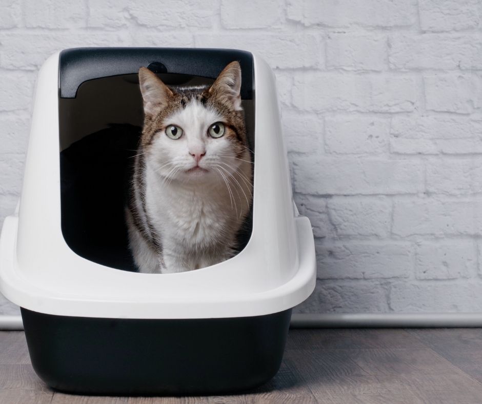 Cat Litter, Kitten Litter