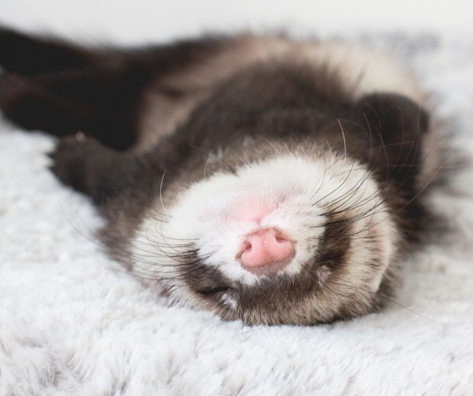 Ferret, Ferret Food, Ferret Cage, Ferret Bed, Ferret Toy