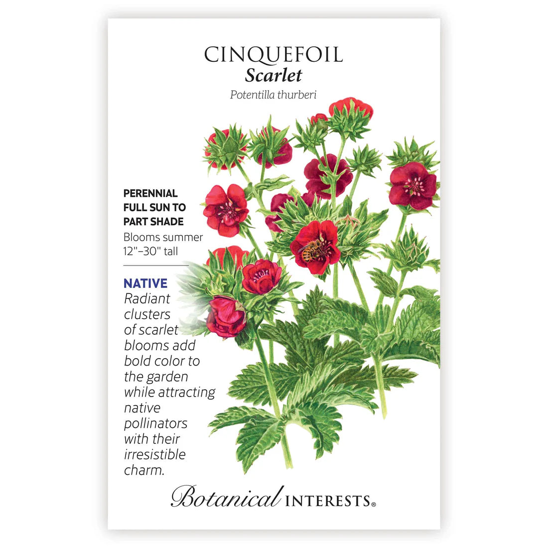 botanical interests flower seeds Scarlet Cinquefoil Seeds