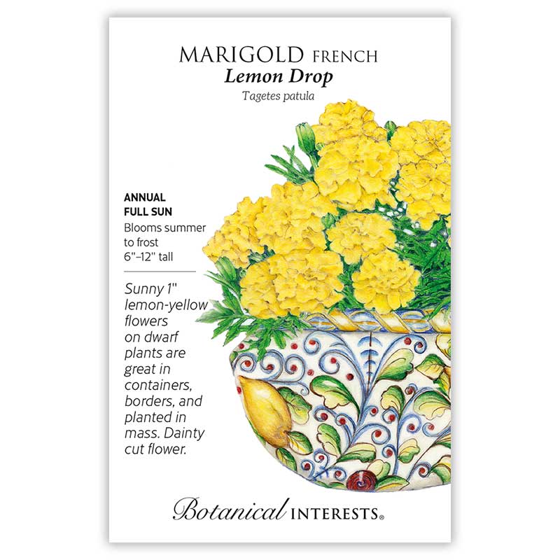 french marigold from seed Lemon Drop French Marigold Seeds