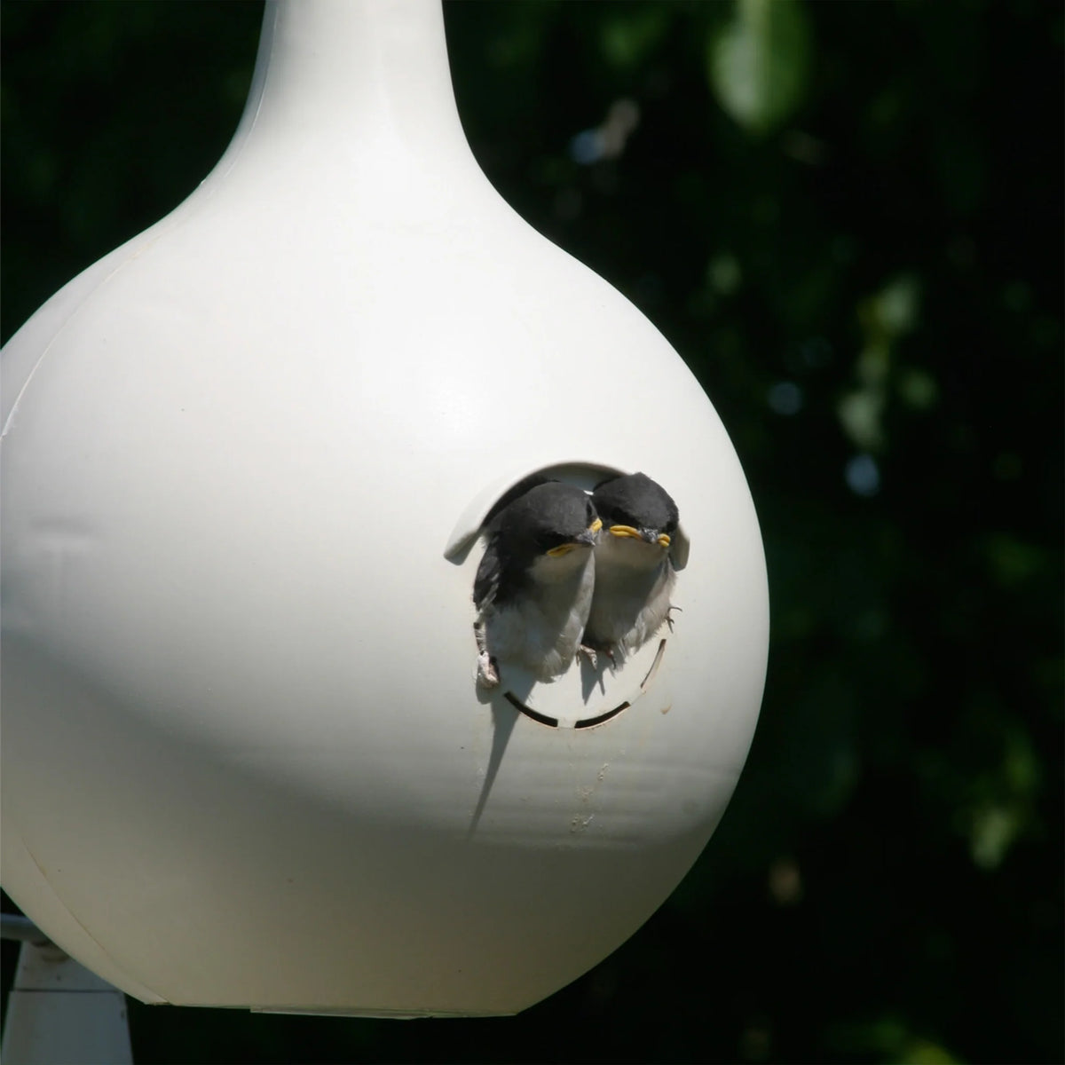 Purple Martin Gourd