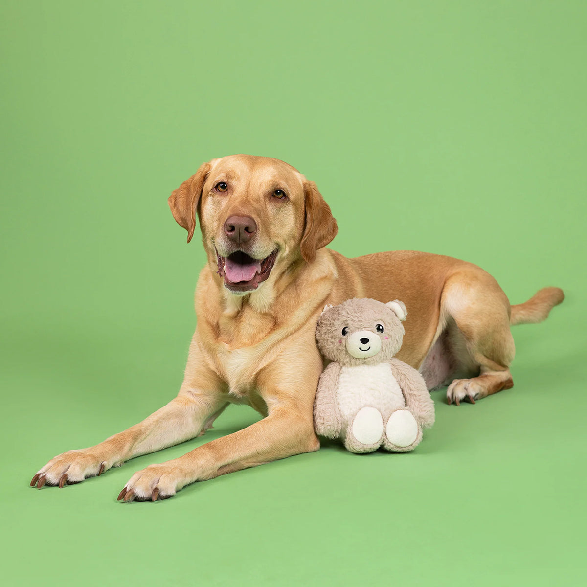 Petshop by Fringe Studio - Dog Toy Ready Teddy Go