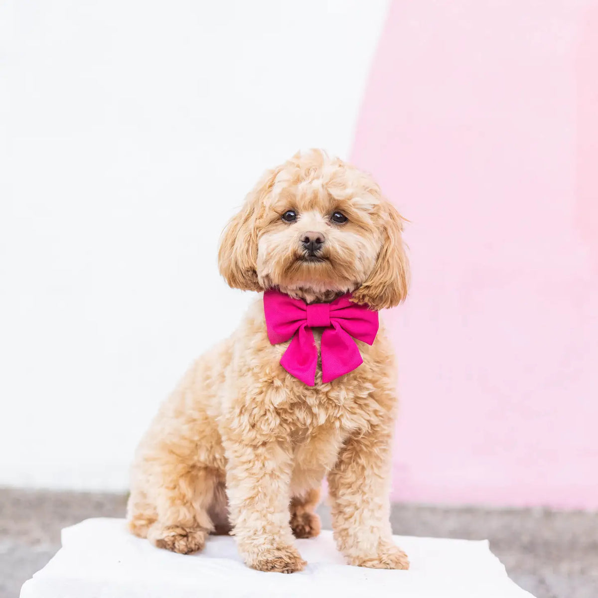 Lady Dog Bow Hot Pink