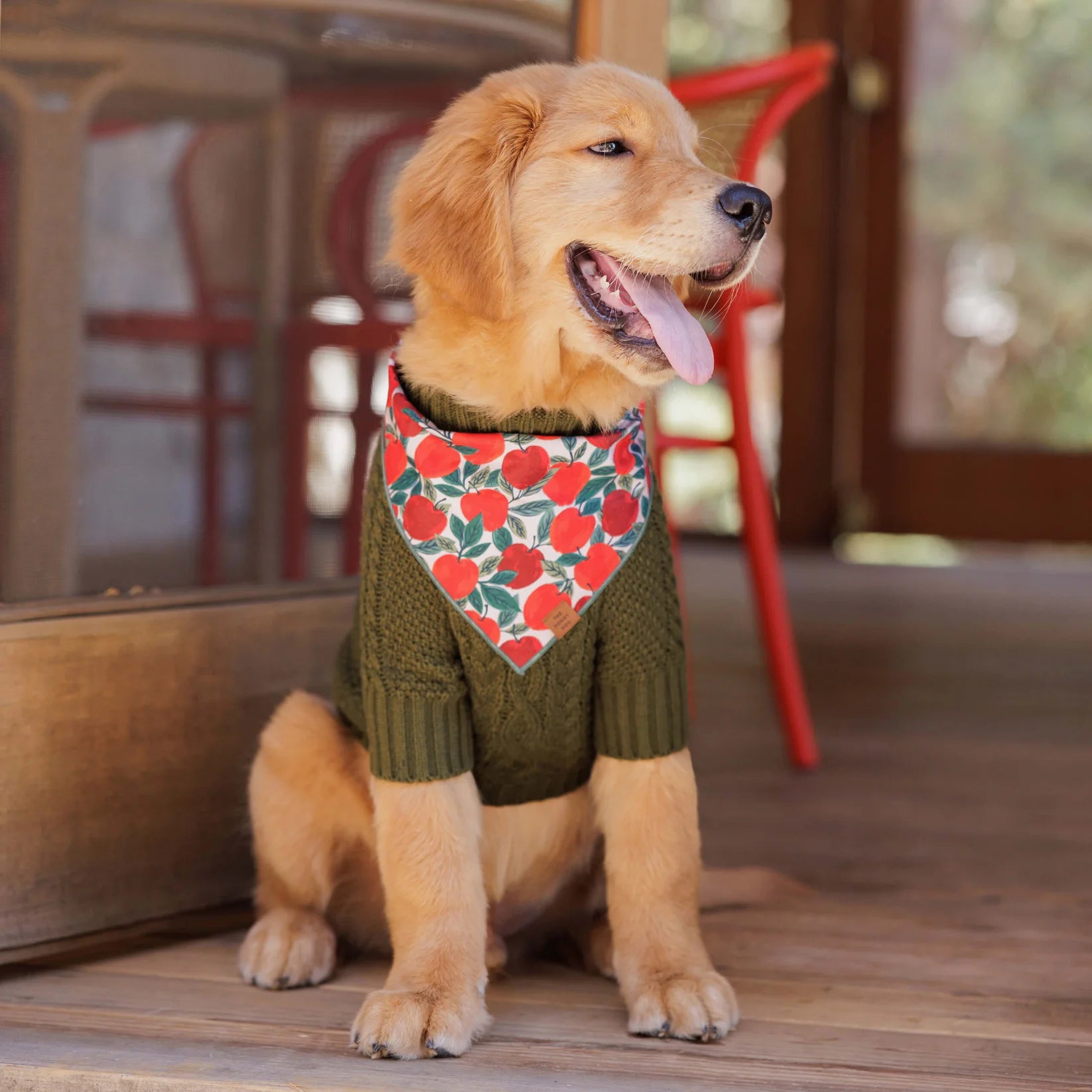 Olive Cable Knit Dog Sweater | Fall Designs | Luxury Dog Clothing | The Foggy Dog | Green | L
