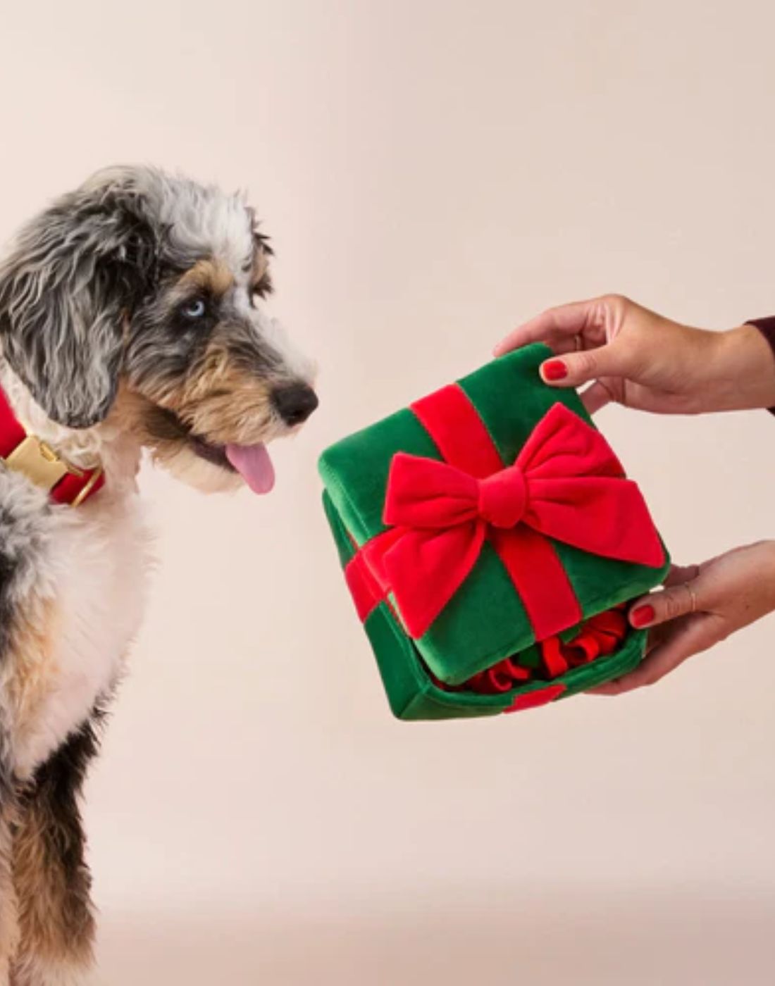 Black Friday Savings On Dog treats and savings