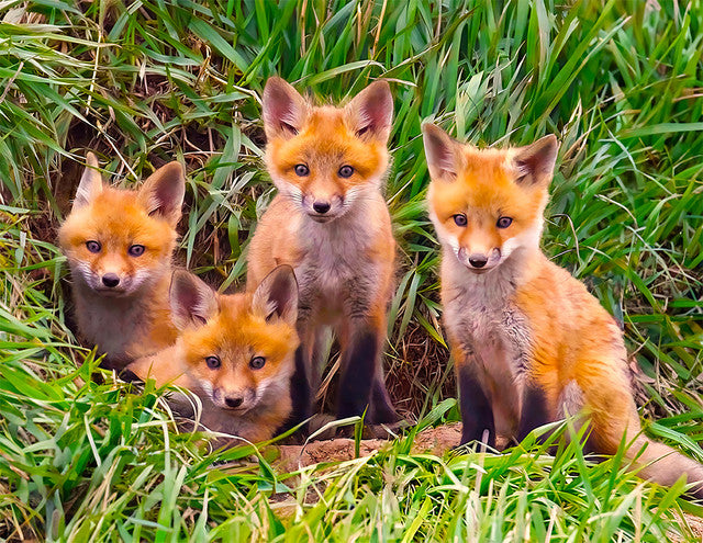 Allied Products-Springbok - Fox Pups Den Puzzle