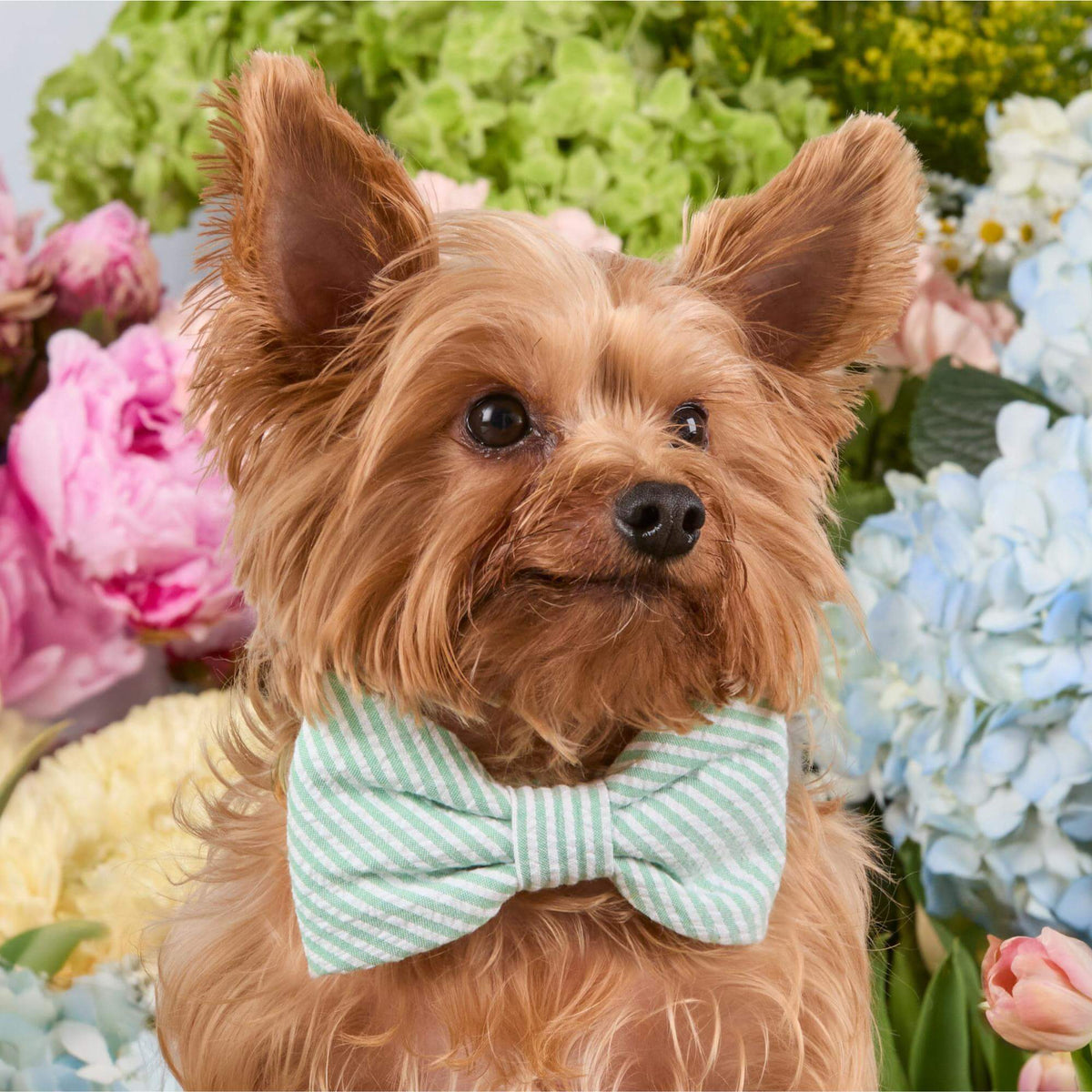 Foggy Dog - Dog Bow Tie Green Seersucker