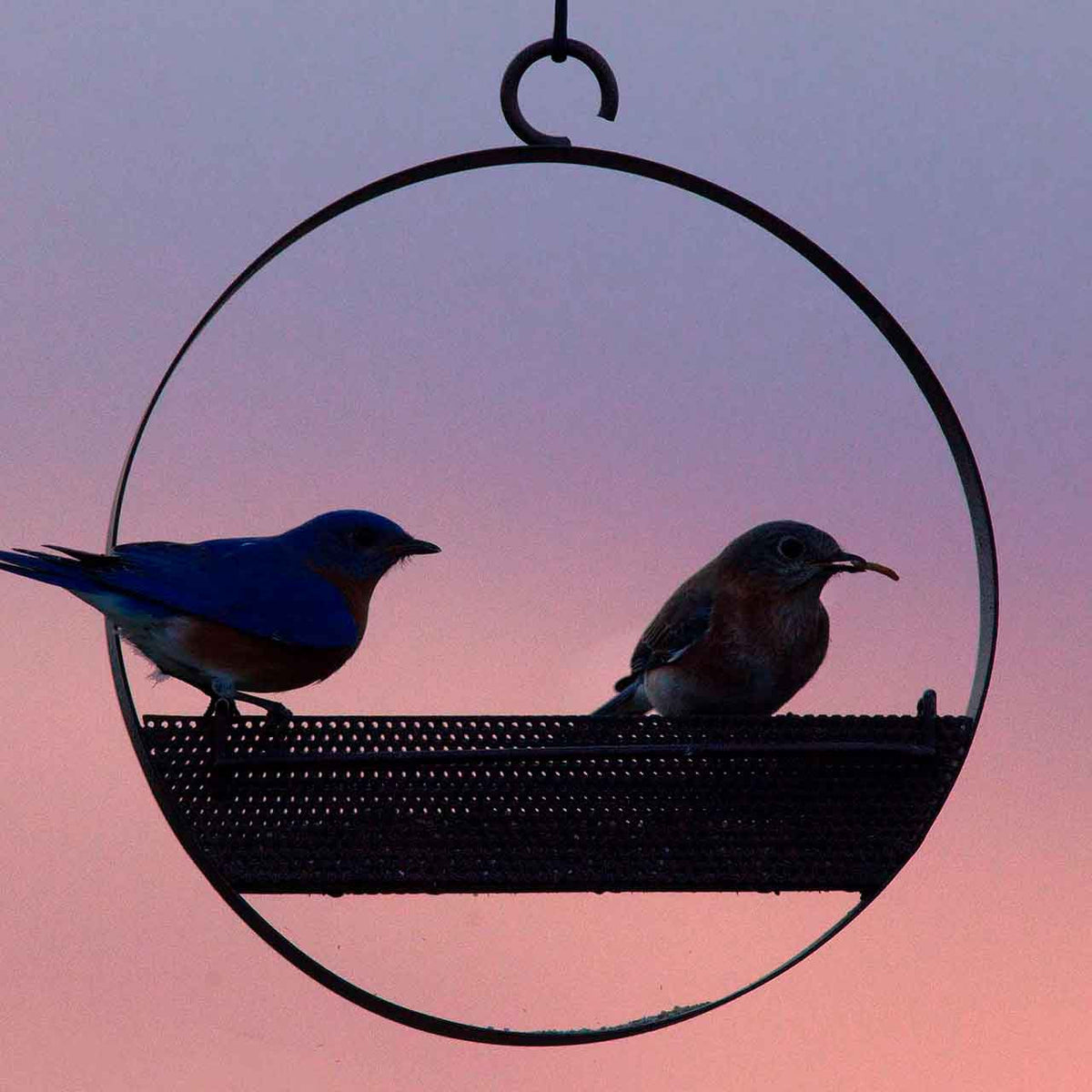 Couronne Co - Bird Feeder Bistro Bird