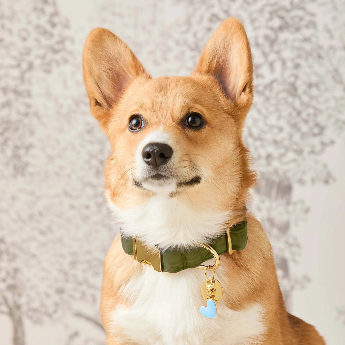 Dog Collar Olive Velvet