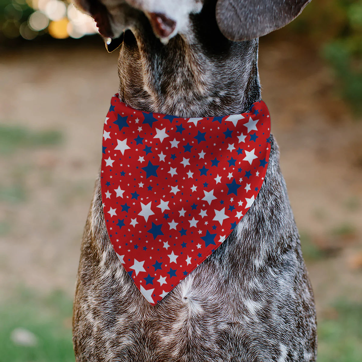 Buckle Down - Pet Bandana Americana Stars Scattered