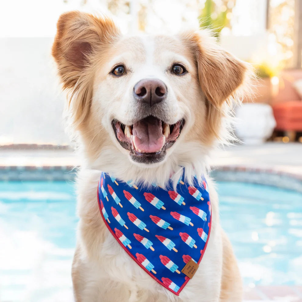 The Foggy Dog - Bandana Dog Rocket Pop