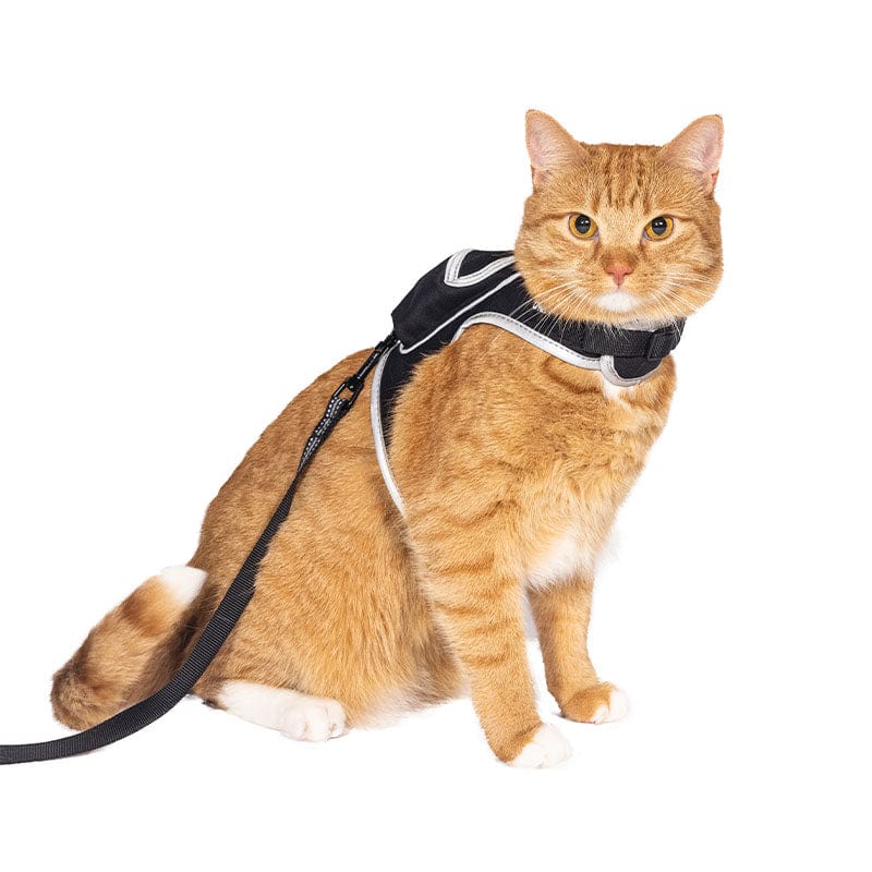 【stray】travel cat コラボ　ハーネス　sサイズ Travel Cat - Cat Harness & Leash Set - Stray x Travel Edition