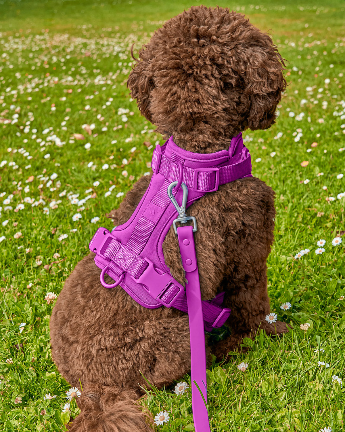 Wild One - Dog Harness Adjustable Comfort Orchid