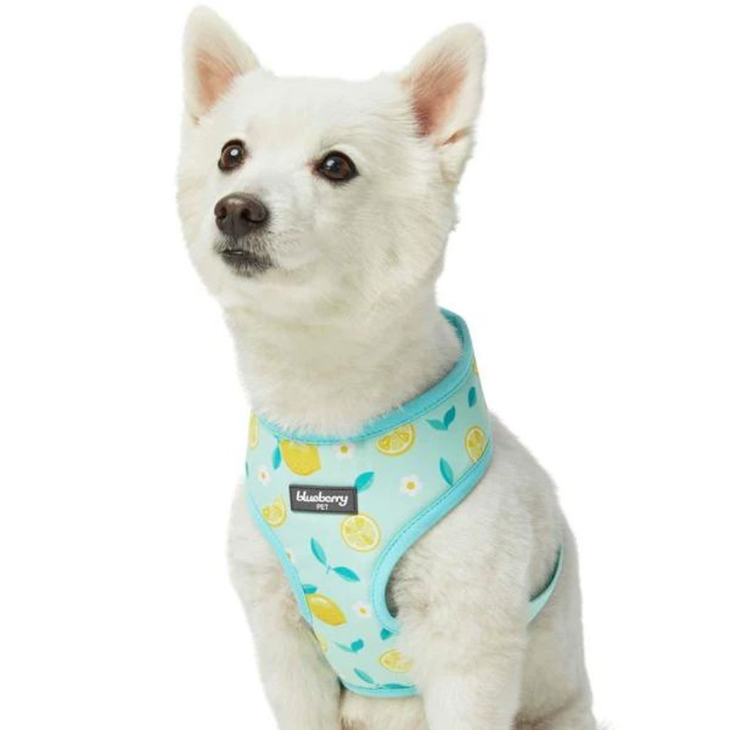 Blueberry Pet - Refreshing Lemon | Zesty Fruit Dog Harness Vest