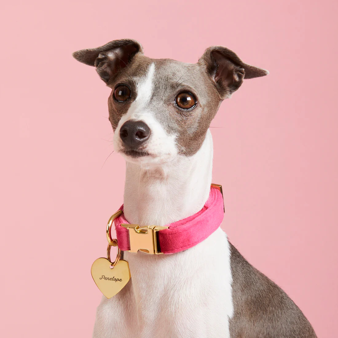 Dog Collar Hot Pink Velvet