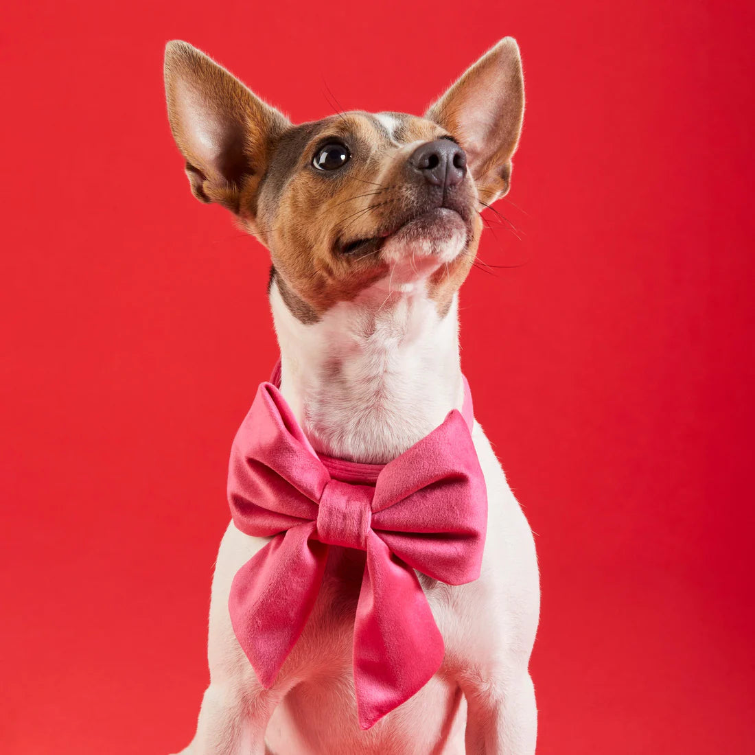 Lady Dog Bow Hot Pink Velvet