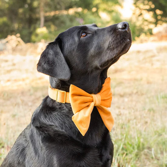 Lady Dog Bow Honey Velvet Fall