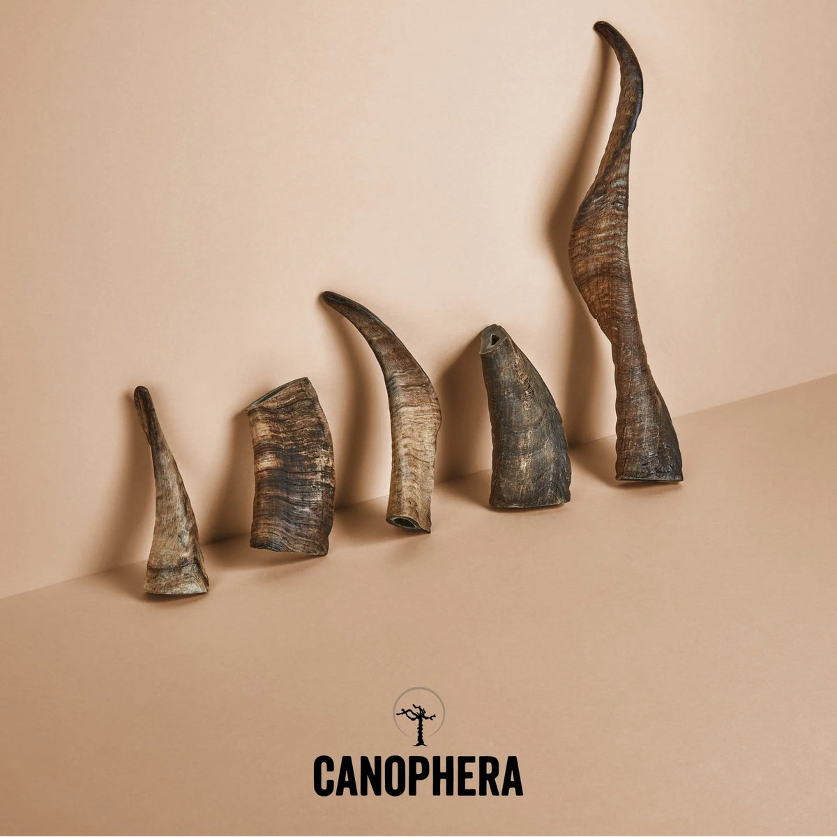 Canophera - Sheep Horn Dog Treat