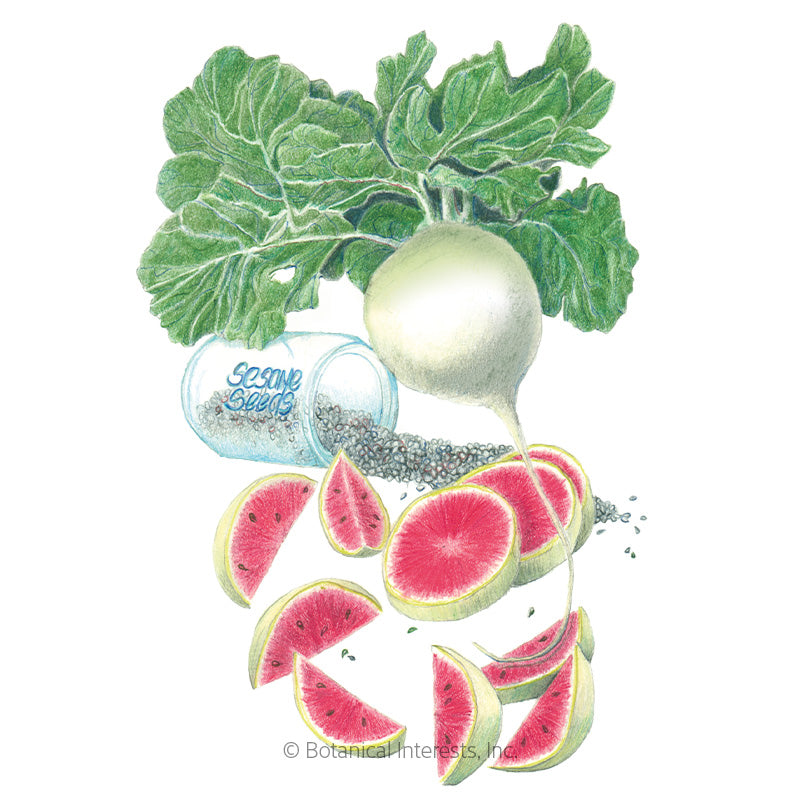 Botanical Interests, Inc. - Radish Watermelon hybrid