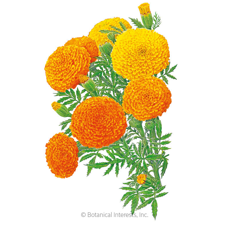 crackerjack marigold seeds Crackerjack African Marigold Seeds