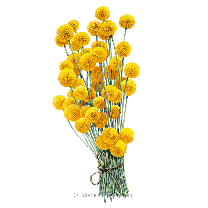 craspedia flower seeds Drumstick Flower Craspedia Seeds