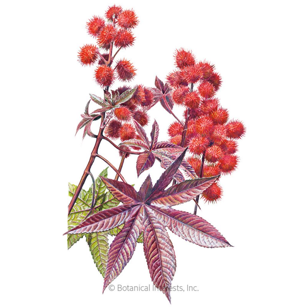 Botanical Interests, Inc