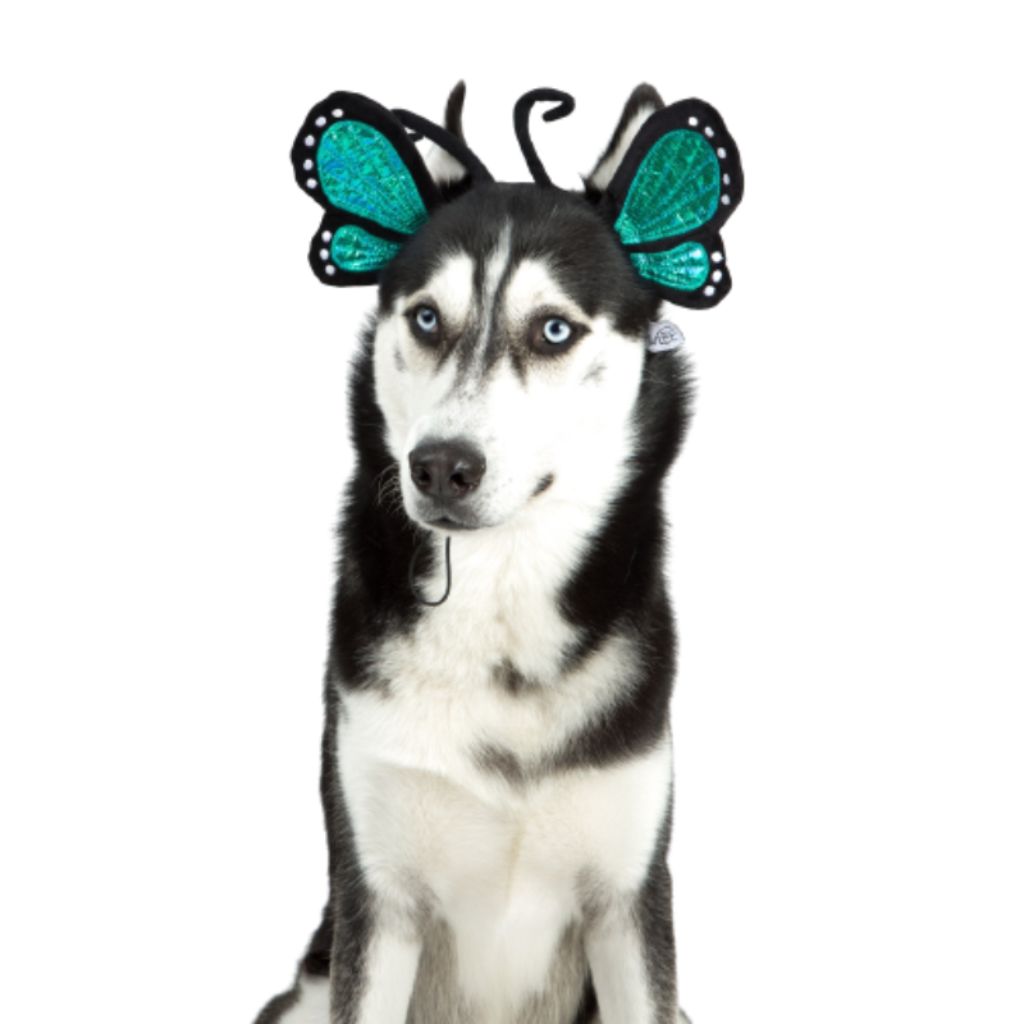 Midlee - Butterfly Headband Halloween Costume for Dog