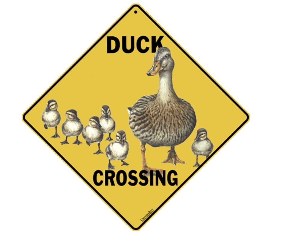 Duck Crossing Sign by CrossWalks-Southern Agriculture