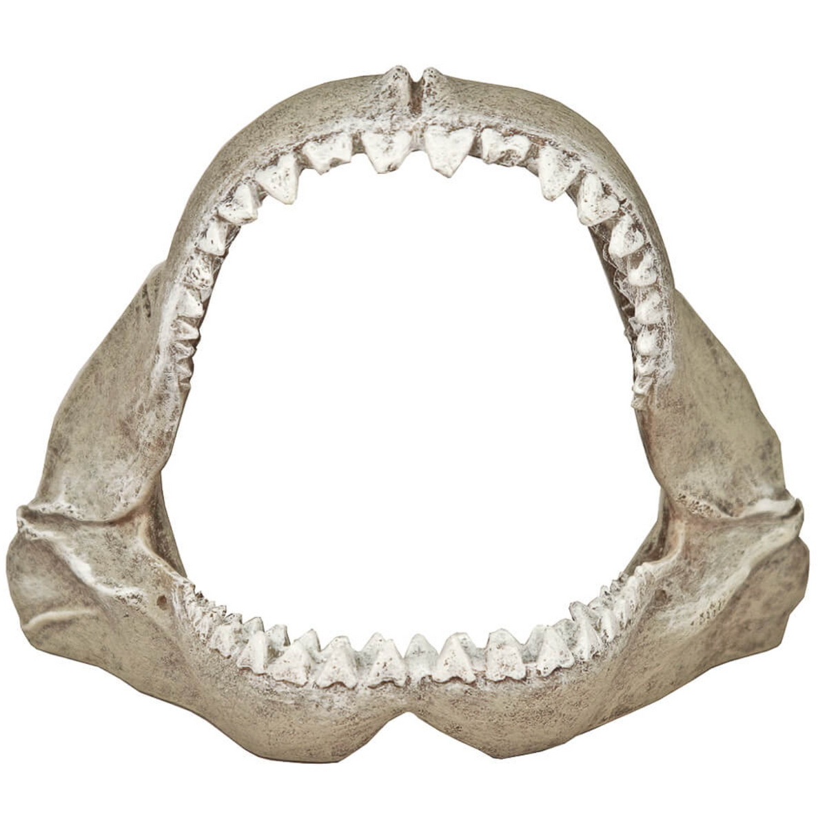 Blue Ribbon - Great White Shark Jaws Small Ornament