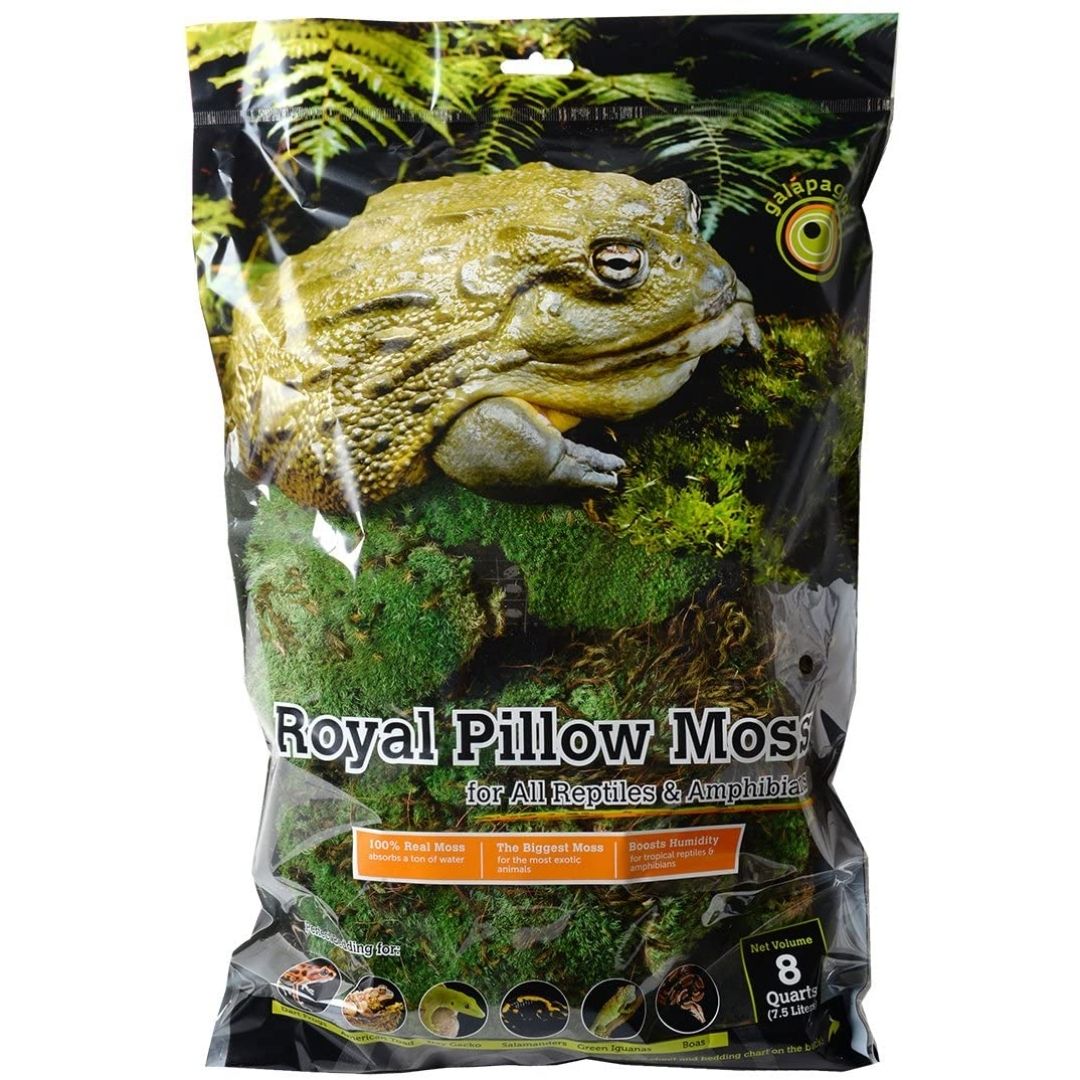 Fresh Green Royal Pillow Moss-Southern Agriculture