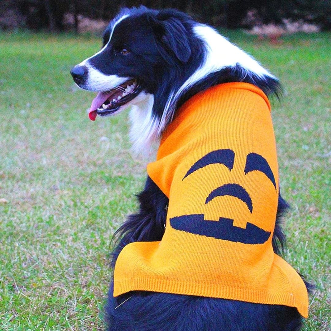 Midlee - Pumpkin Face Dog Sweater