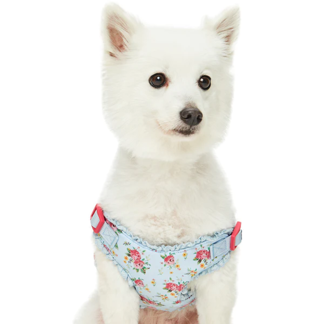 Blueberry Pet - Turquoise | Spring Balloon Flower Dog Harness