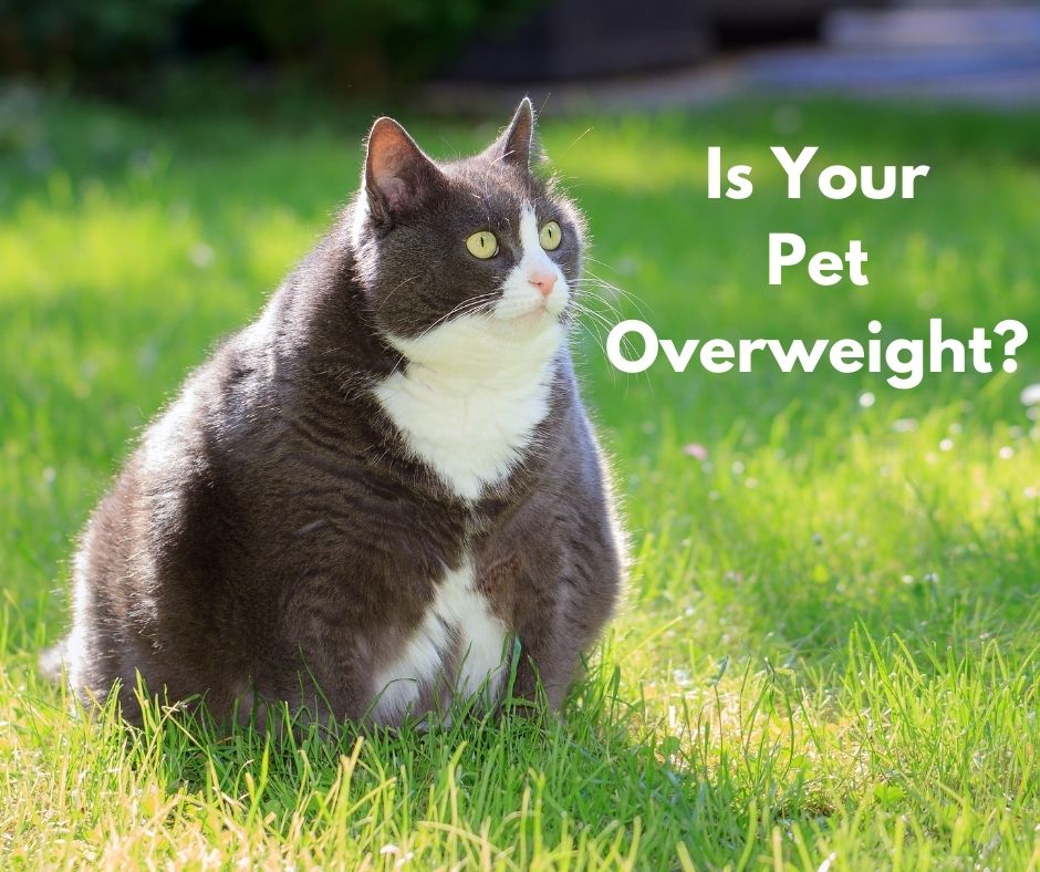 Is Your Pet Obese? Help Us End Pet Obesity.