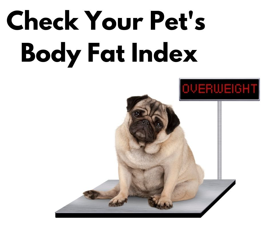 Check Your Pet's Body Fat Index. Is your dog obese? Is Your Cat Obese?