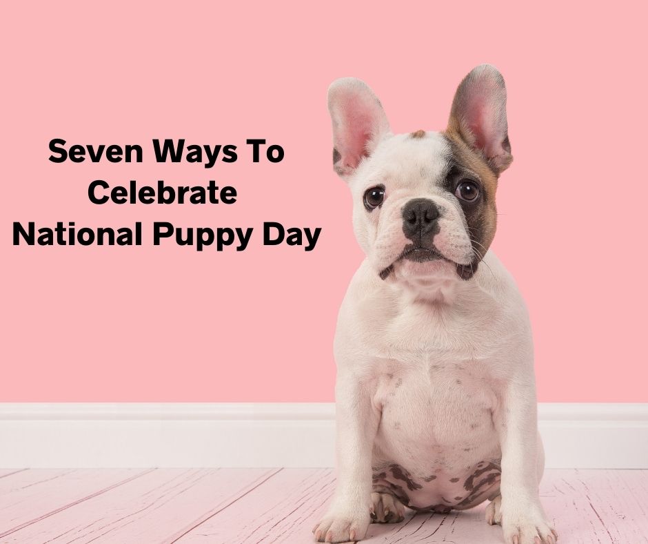 7 Ways To Celebrate National Puppy Day