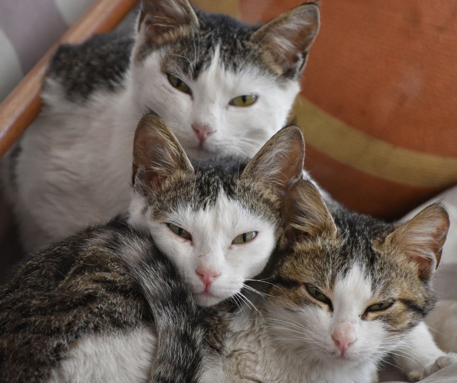 Celebrate National Cat Lovers’ Month this December