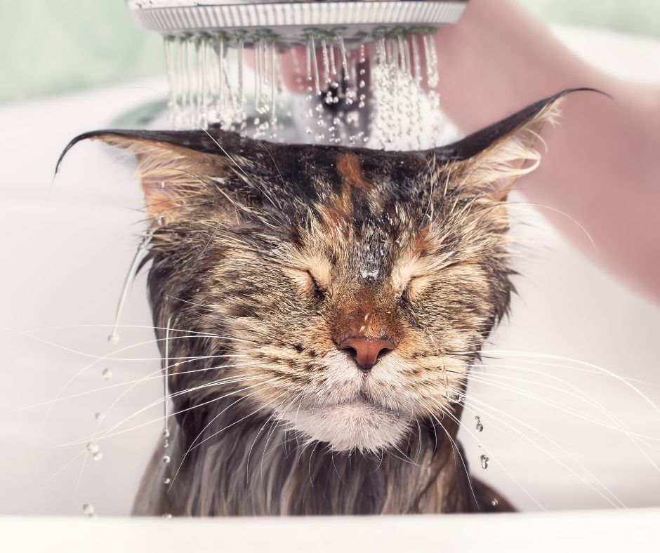 Is Bathing a Cat Really Necessary (or Just a Myth in Caring for Pets)?