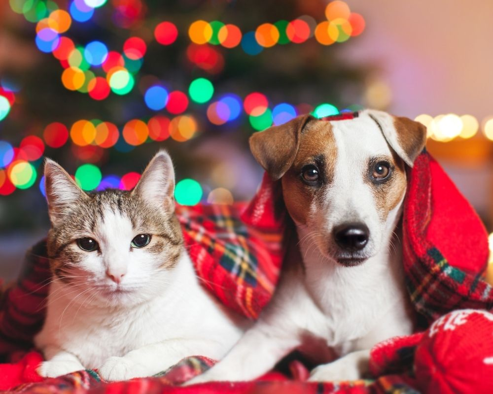 2020 Holiday Pet Gift Guide. Dog Christmas 