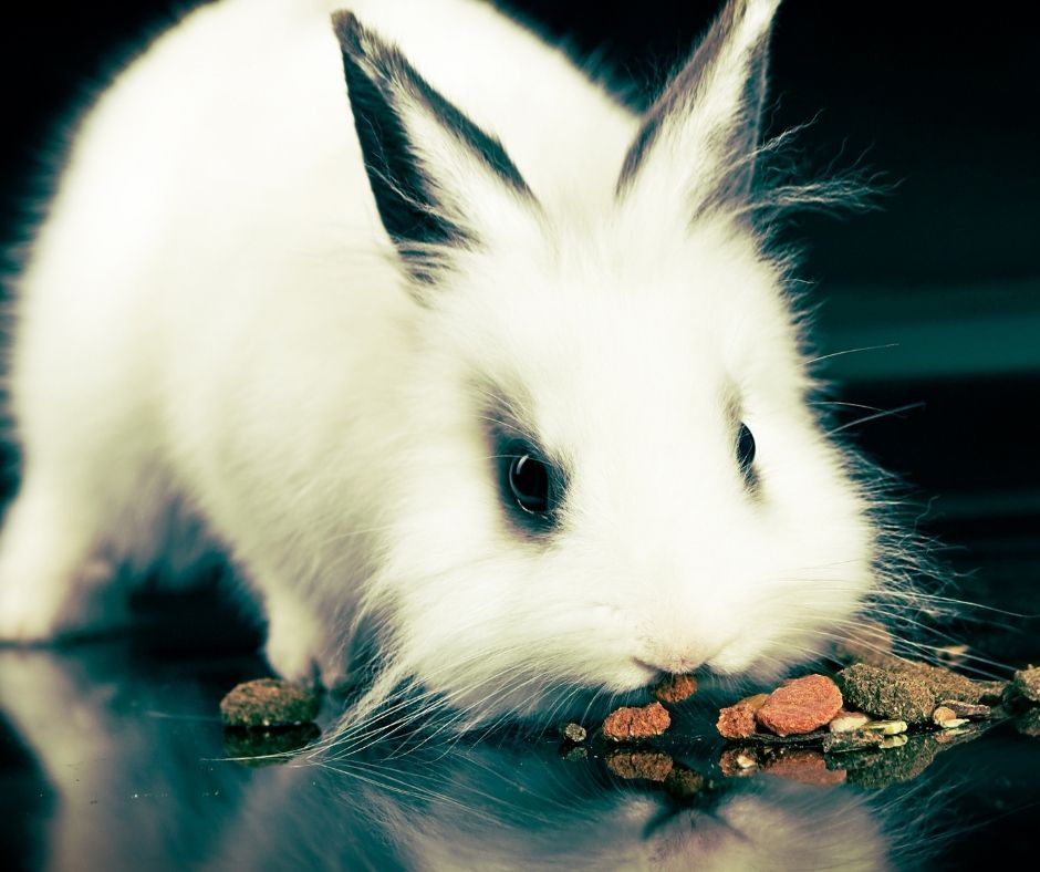 Small Animal Treats, Rabbit, Hamster, Mice, Gerbil