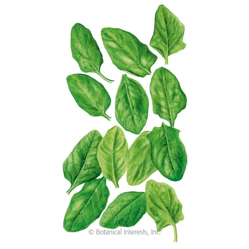 Botanical Interests, Inc. - Oceanside Spinach Seeds