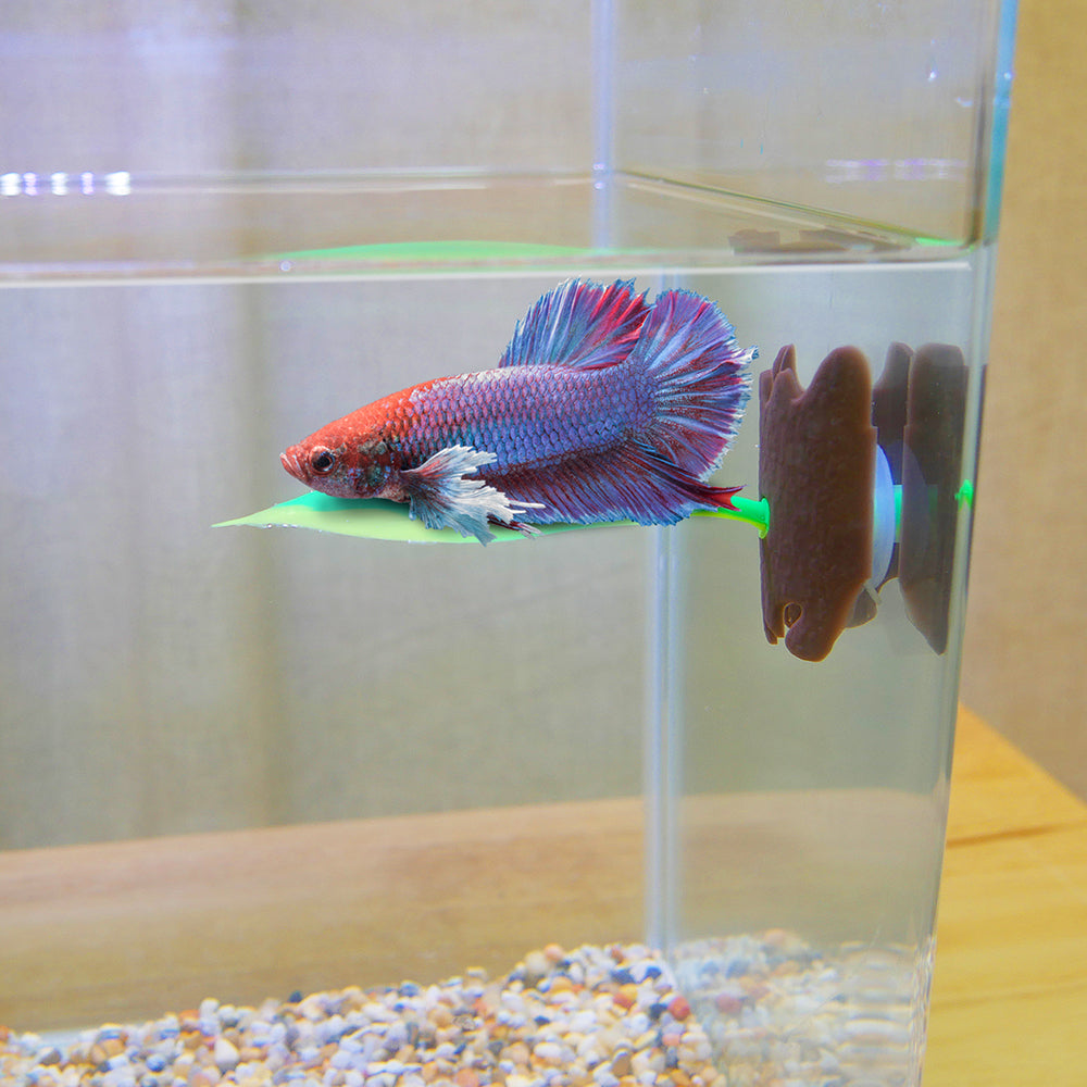 Betta leaf best sale